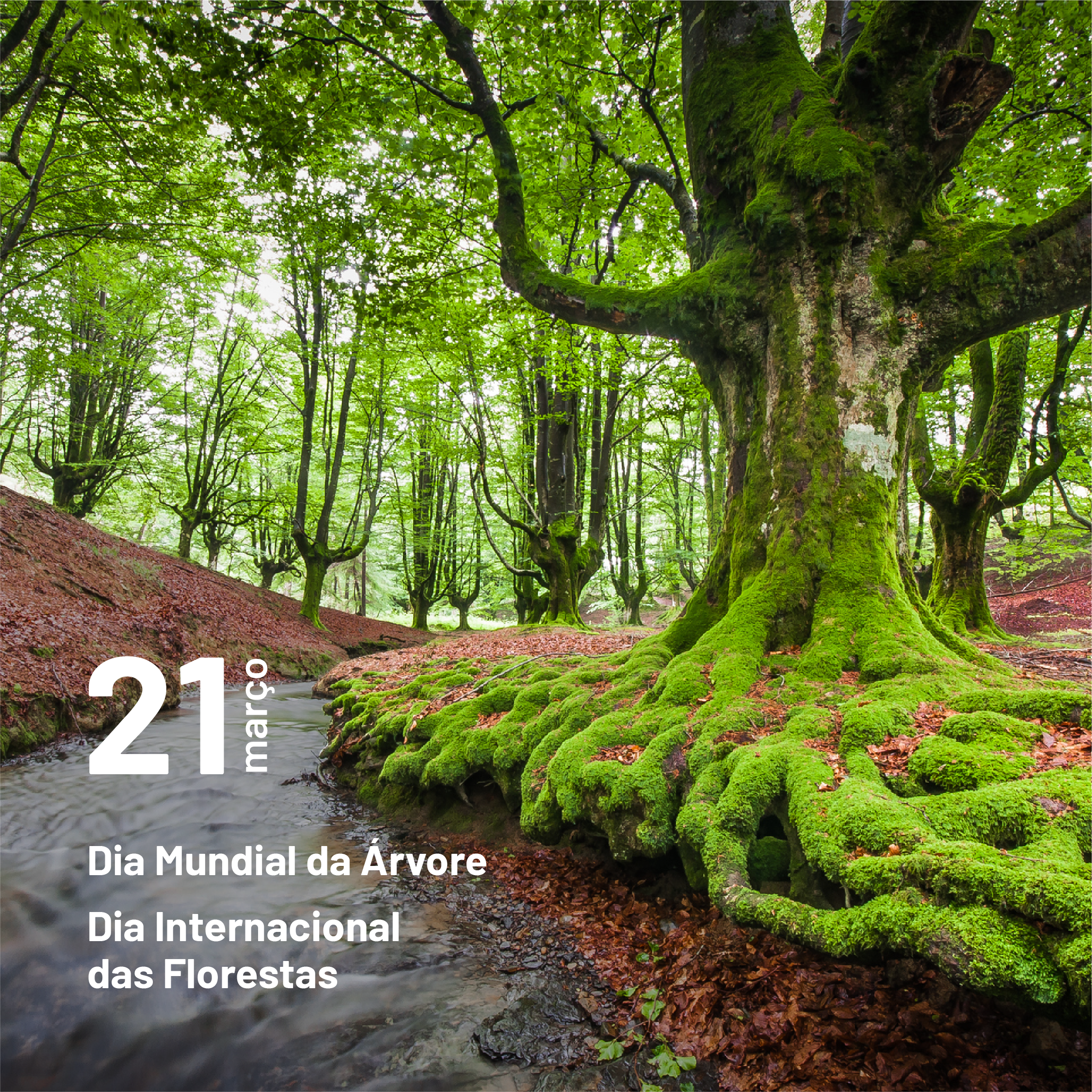 21 de março Dia Mundial da Árvore e Dia Internacional da Floresta
